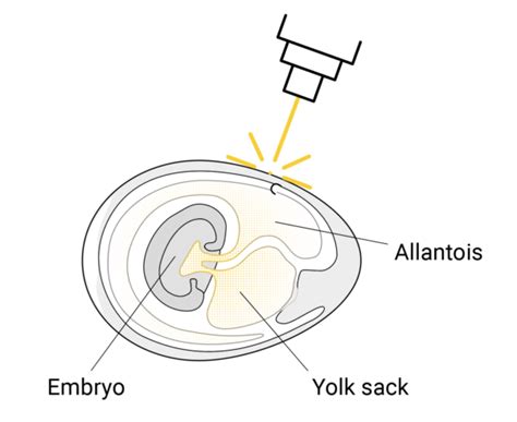 In Ovo Sexing — Egg Truth