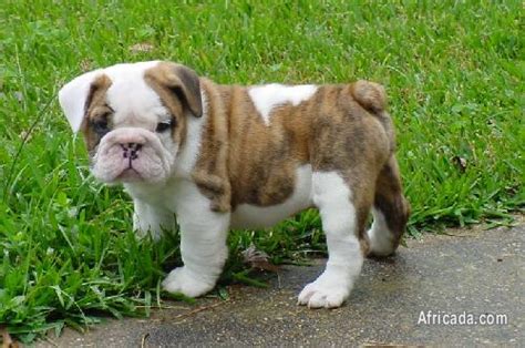 Cute Miniature English Bulldog Puppies For Adoption Johannesburg