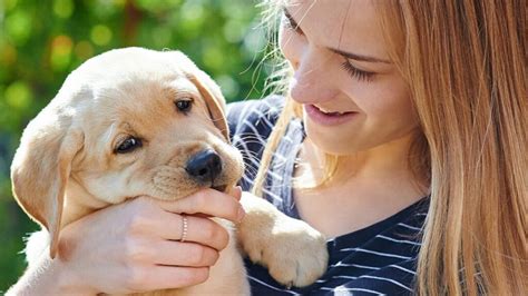 Consejos Para Dejar A Tu Perro Solo Por D As