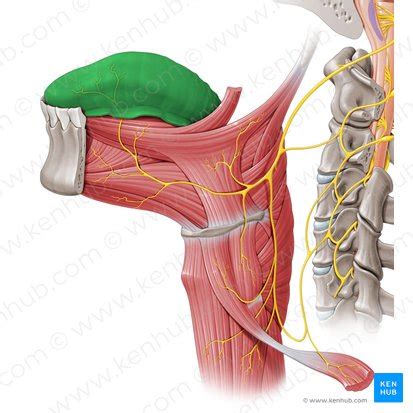 Tongue: Nerve and blood supply (lingual artery) | Kenhub