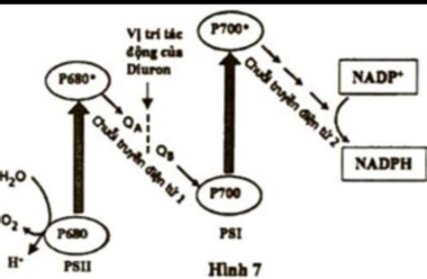 Quang hợp ở thực vật gồm pha sáng và pha tối Trong đó pha sáng là quá