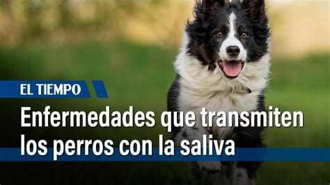 Estas Son Las Enfermedades Que Transmiten Los Perros Con La Saliva