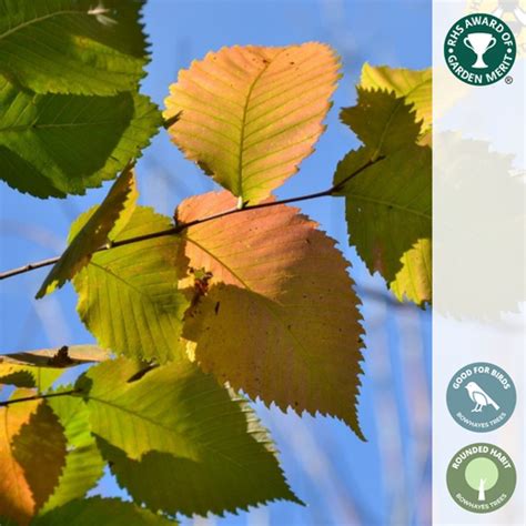 Carpinus Betulus Hornbeam Tree Bowhayes Trees