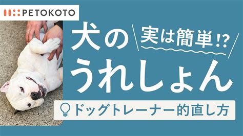 ドッグトレーナー解説【犬がうれしょん】するのはなぜ？病気の可能性や治し方（犬のしつけ子犬成犬保護犬ドッグトレーニング） Youtube