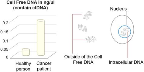 Cell Free Dna Cfdna Concentration In Healthy And Cancer Patients And