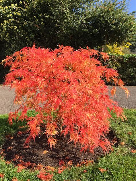 Acer Palmatum ‘viridis’ Miles Japanese Maples