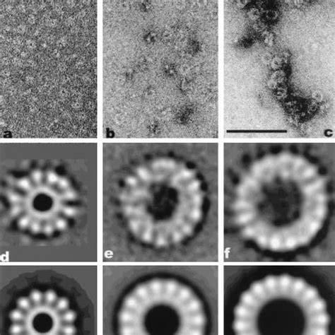 A E Electron Micrographs Of Protein Forming Helical Filaments On