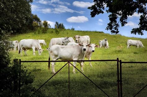 Chianina Cattle Breed: Facts, Uses, Pictures, Origins & Characteristics ...