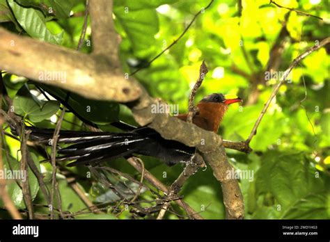 A Yellow Billed Malkoha Rhamphococcyx Calyorhynchus A Cuckoo Species