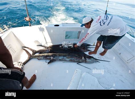 Mexico Puerto Vallarta Sailfish On Deck Of Charter Boat Deep Sea