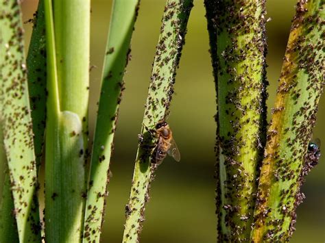 Pest And Disease Management In Vertical Gardens Vertigrowers