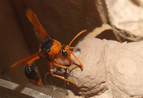 Orange Potter Wasp Provisions Nest With Caterpillar In Australia What