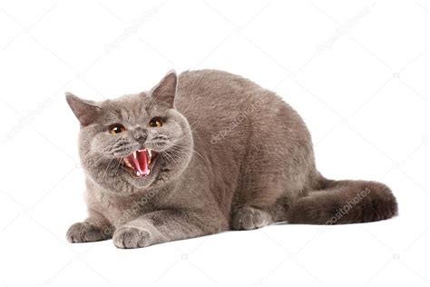 Angry Cat — Stock Photo © Kipuxa 1230276