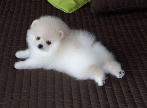 Pomeranian Tips Teacuppomeranianpuppy White Pomeranian Puppies