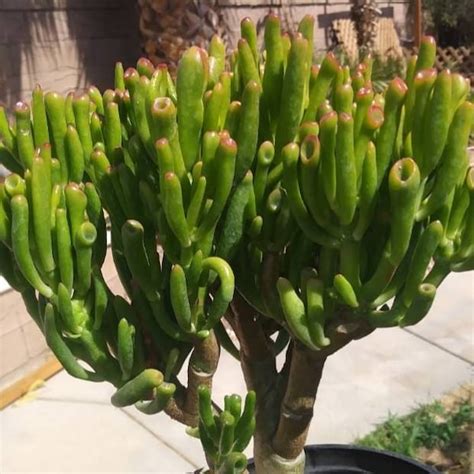 Crassula Ovata Gollum Etsy