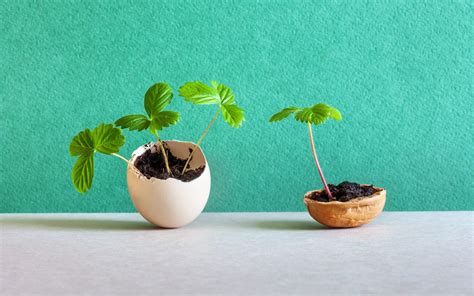 Casca De Ovo Nas Plantas Como Fazer E Para Que Serve Vitat