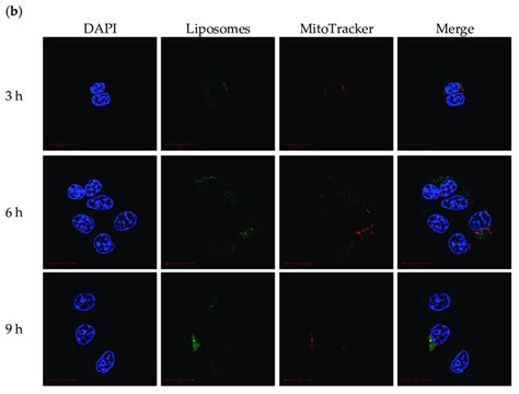 Mitochondrial Targeting Ability Of Polymer Liposome Complexes Confocal