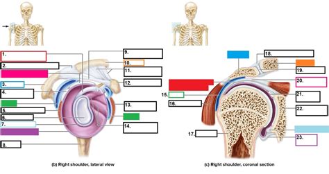 Glenohumeral Joint Diagram Quizlet