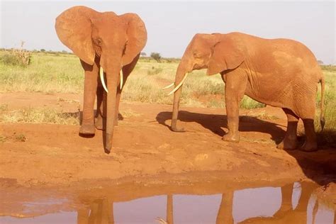 Tripadvisor Safari Tsavo Oost Nationaal Park 2 Dagen 1 Nacht