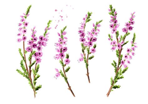 Purple Heather Flower Drawing Stock Photos Pictures And Royalty Free