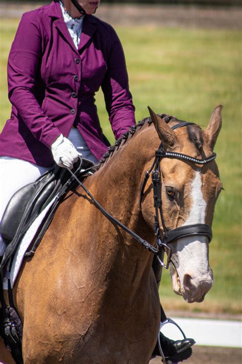 Buckskin Dressage Horse Close Up Stock By Jnh Equine On Deviantart