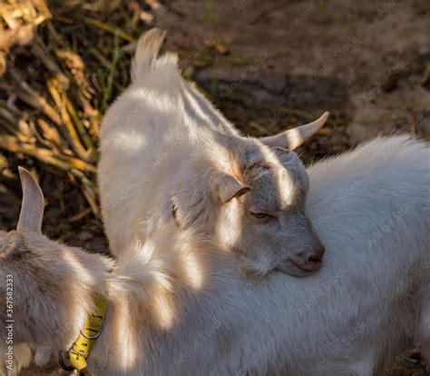 The Saanen, is a Swiss breed of domestic goat. Goat breeding. The male ...