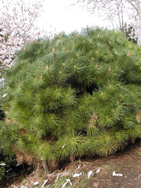 Pinus Nigra Pierrick Bregeon BREPO Plantentuin Esveld