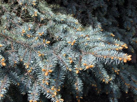 Baby Blue Spruce Care Guide Plantly