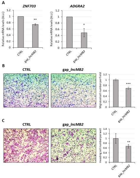 Lncmb2 Activates Znf703 And Adgra2 Gene Expression And Promotes