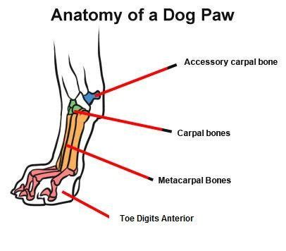 Dog Paw Anatomy