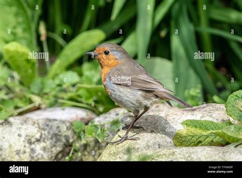 Mature Robin Hi Res Stock Photography And Images Alamy