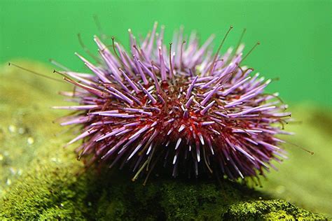 Exploring The Biology And Ecology Of The Mighty Sea Urchin
