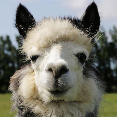 Premium Photo Close Up Portrait Of A Alpaca