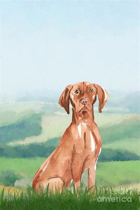 Hungarian Vizsla Painting By John Edwards Fine Art America