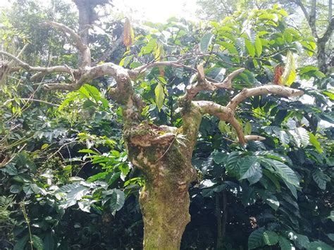 Perlahan Pohon Kopi Mengering Dan Mati Suara Ampuh