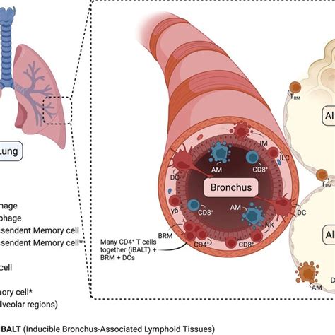 Location Of Immune Tissue Resident Cells In The Lungs Alveoli And