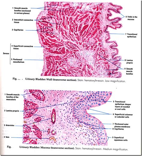 Anatomy & Histology of the Urinary Tract - Medatrio