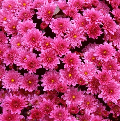10 Choices desktop backgrounds flowers free download images You Can Get ...
