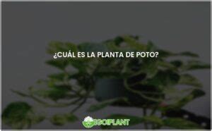 Planta De Poto Caracter Sticas Y Cuidados Egoiplant