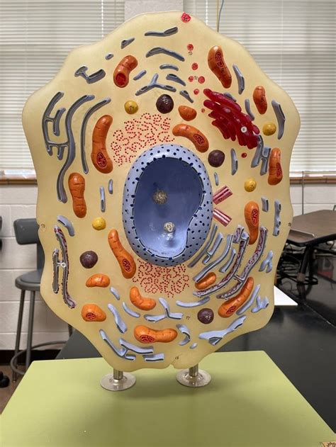 Cell Organelles Diagram | Quizlet | Cell organelles, Organelles, Cell