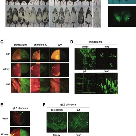 Transfection And Clonal Selection Of Rat Pluripotent Stem Cells To