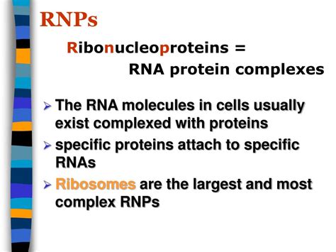 Ppt Rna Processing And Rnps Powerpoint Presentation Free Download