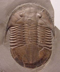 15 Ordovician Fossils ideas | fossils, trilobite, paleontology