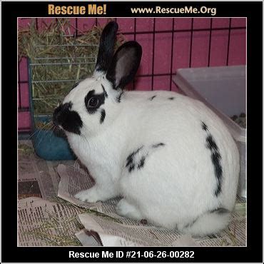 - Wetzel County Animal Shelter - New Martinsville, WV - AVAILABLE PETS