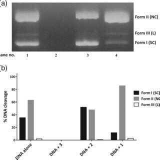 A Agarose Gel Electrophoresis Pattern Showing Cleavage Of Pbr