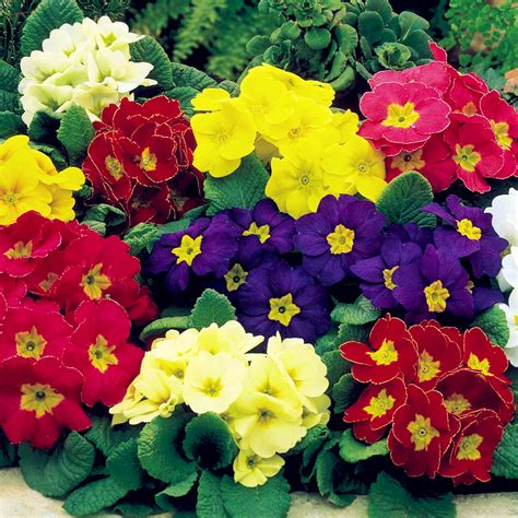 Multicolor Primula COLORS European Primrose Flower Seeds 100pcs - Seeds