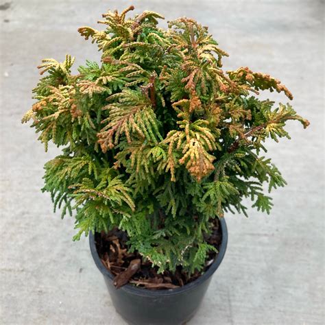 Chamaecyparis Obtusa ‘fernspray Gold Fernspray Gold Hinoki Cypress