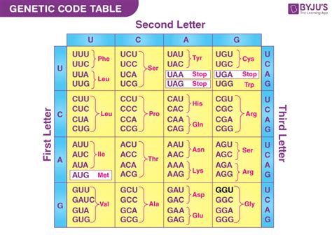 Dna Amino Acid Chart