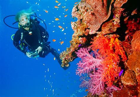Scuba diving | Britannica