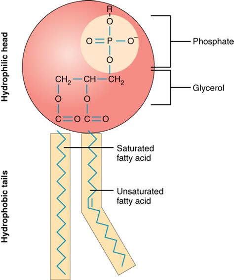 The Cell Membrane | Anatomy and Physiology I